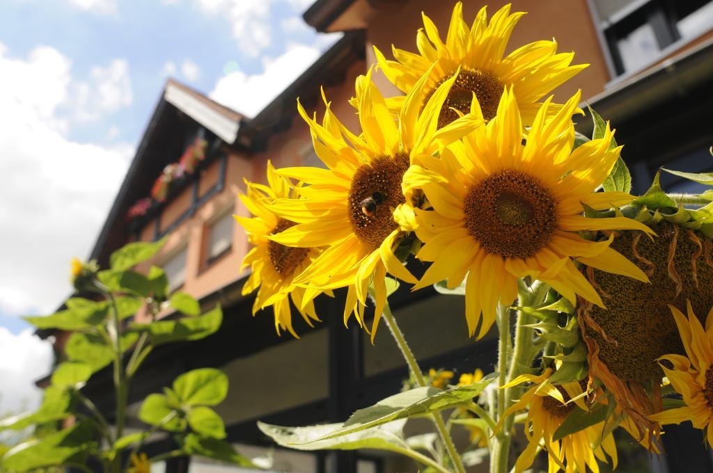 Bio Hotel Bayerischer Wirt Augsburg Kültér fotó